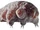 Orsten Tardigrade