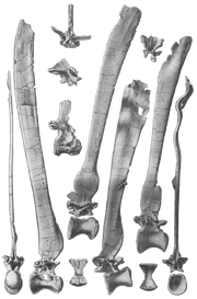 Spinosaurus vertebrae