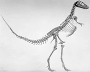  of Gorgosaurus sternbergi ( 5664), now recognized as a juvenile Gorgosaurus libratus