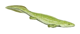 Reconstruction of an early Amphibian, the Elginerpeton. This early Tetrapod is currently the oldest Amphibian fossil ever found.