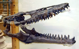 Plioplatecarpus primaevus skull