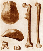 Original fossils of Pithecanthropus erectus (now Homo erectus) found in  in 1891