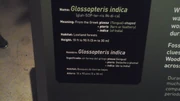 Glossopteris infobox