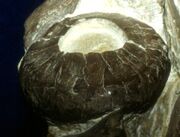 Ichthyosaur eye showing the sclerotic rings.