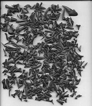 Collecting fossilized  is an easy way to begin collecting fossils. They are often found in abundance on public beaches. The teeth shown here were collected in Castle Hain, North Carolina, and are from the Eocene and Cretaceous divisions.