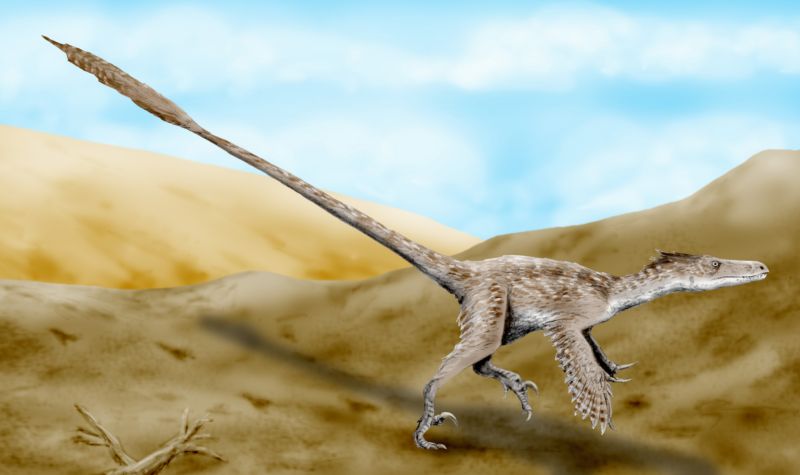 Velociraptor | Fossil Wiki | Fandom