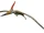 Pteranodon