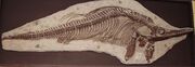 Ichthyosaur mounted skeleton