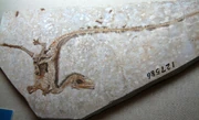  of Sinosauropteryx prima with impressions of integumentary filaments.