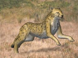Acinonyx kurteni | Fossil Wiki | Fandom
