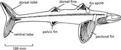 Cladoselache - From Benton (2005)