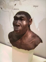 A reconstruction of Homo erectus at the Westfälisches Museum für Archäologie, 