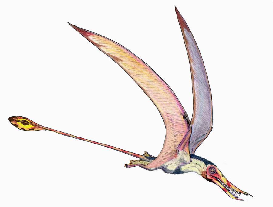 Pterodactyloidea, Fossil Wiki