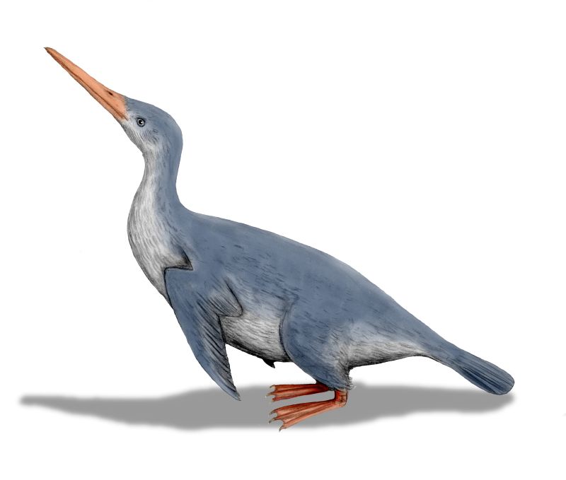 ボ－ヴォワ－ル 老い Old Age Beauvoir 英訳 Penguin ボ－ヴォワ－ル 老い Old Age Beauvoir 英訳 Penguin Modern