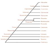 Classification