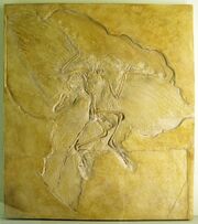 Naturkundemuseum Berlin - Archaeopteryx - Eichstätt