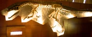 Baryonyx skeleton at the National History Museum in London.