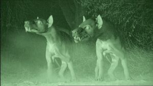 Hyaenodon