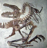 Nearly complete skeleton of a subadult Gorgosaurus libratus, from the 