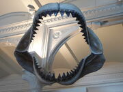 Megalodon Jaws AMNH