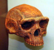 Homo erectus