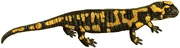 Salamandra salamandra (white background)