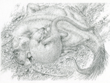 Psittacosaurus