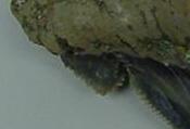 Closeup of a C. auriculatus cusp.