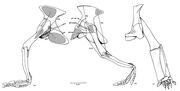 Hyperodapedon hindlimb in lateral and anterior view.