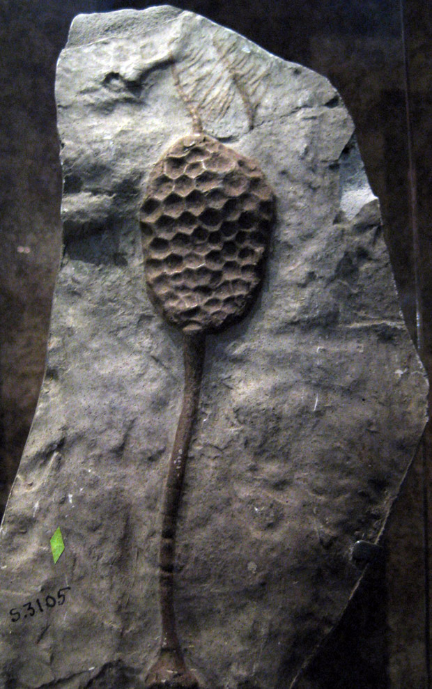 Crinoid - Wikipedia