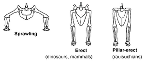 Sprawling and erect hip joints - horiz