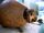 Glyptodon