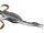 Hesperornithidae