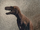 Dryptosaurus