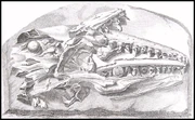 Illustration of the first mosasaur remains discovered.