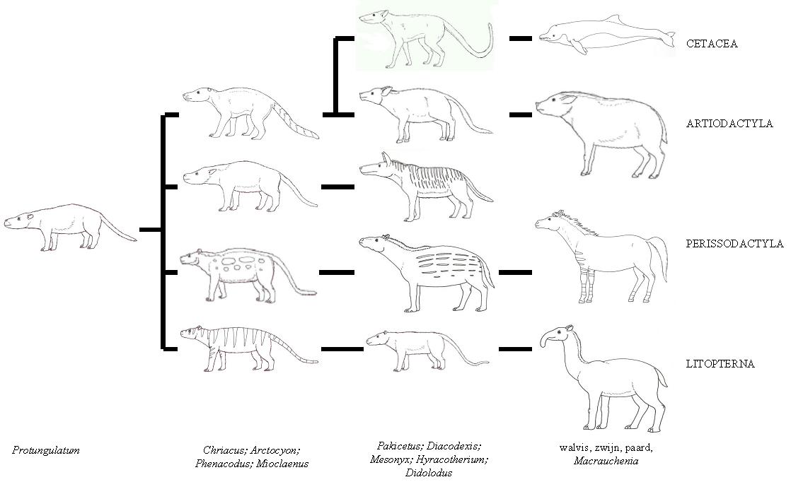 mesonychids and whales