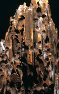 Teredolites.jpg (61 KB) Teredolites borings in a modern wharf piling; the work of bivalves known as "shipworms".