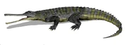 The phytosaur Rutiodon