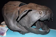 Dunkleosteus skull, 