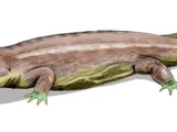Parotosuchus