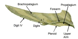 Anatomy of a pterosaur wing.