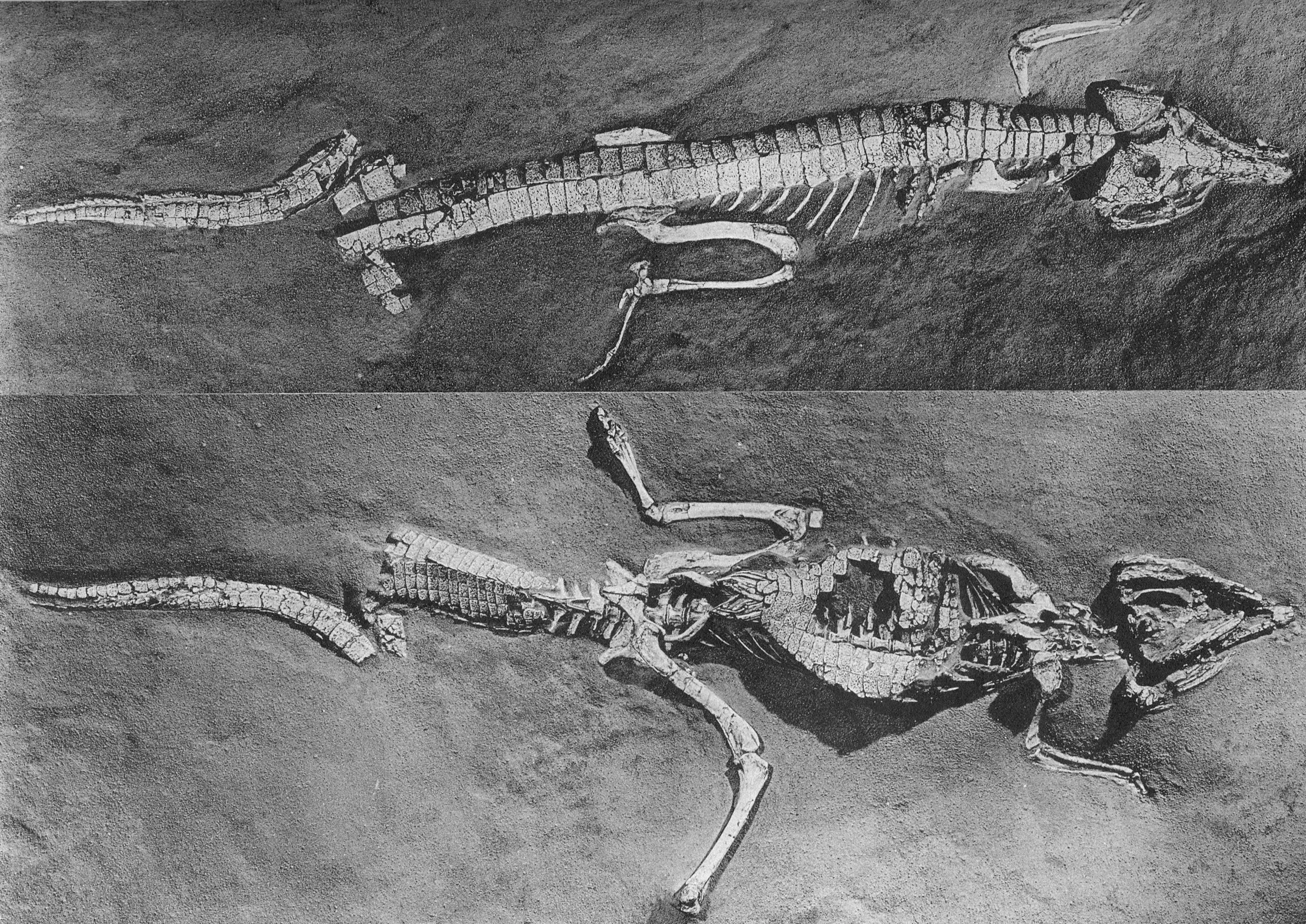 Rare Protosuchus Préhistoire Dinosaure STARLUX Parfait Etat Ref 136837131674