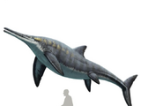 Platypterygius