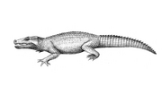 Sketch illustration of Trilophosuchus rackhami