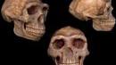 Evidence for Evolution - Hominid Fossils Pt