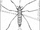 Saurophthirus
