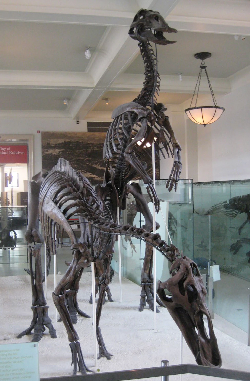 1856 in paleontology | Fossil Wiki | Fandom