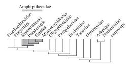 Ganlea-evolutionary-tree