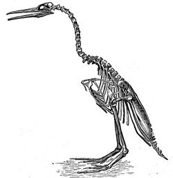 Hesperornis regalis2