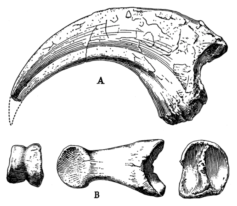 AMNH 6368 Fossil Wiki Fandom